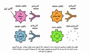 عملکرد آنتی بادی در برابر پاتوژن هایی که در بدن وجود دارند